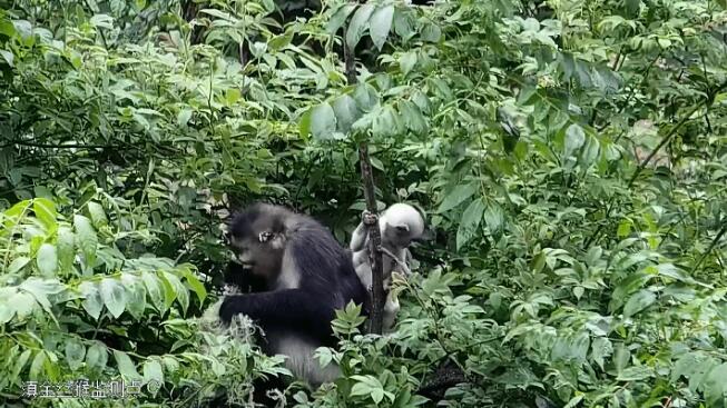 以科技之力 守護滇金絲猴