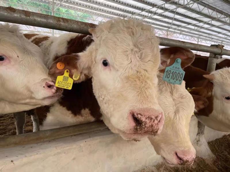 銀行養(yǎng)殖貸活體資產(chǎn)監(jiān)管平臺(tái) - 中出網(wǎng)-智能出入口與停車(chē)充電門(mén)戶