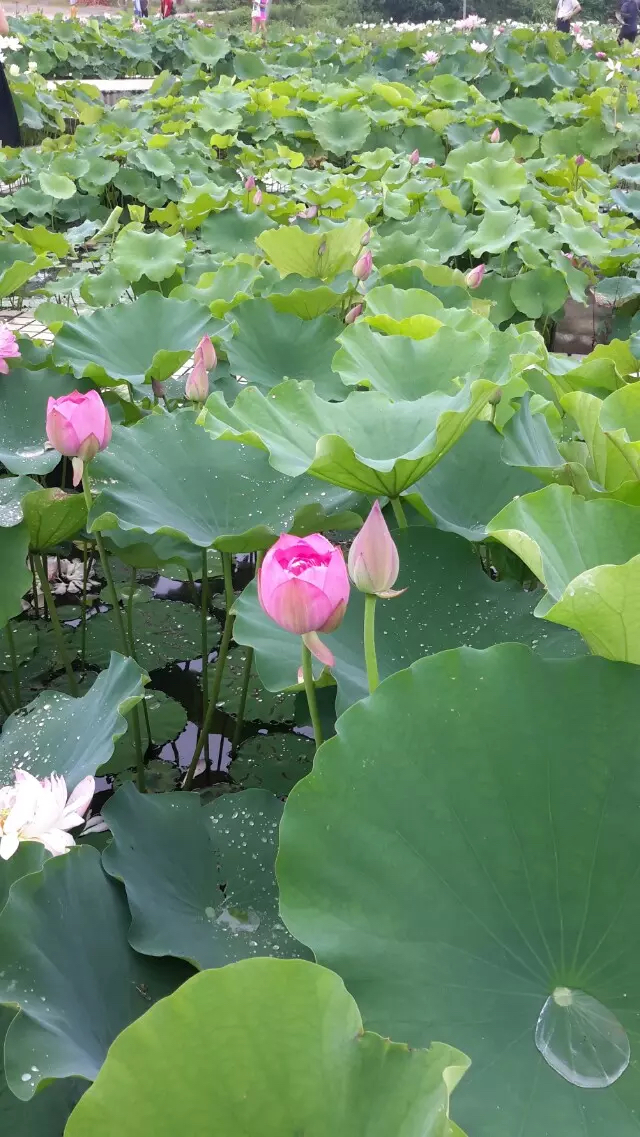 佛山金建業(yè)電動門、金長紅